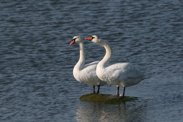 Two Swans Sitting on a Rock