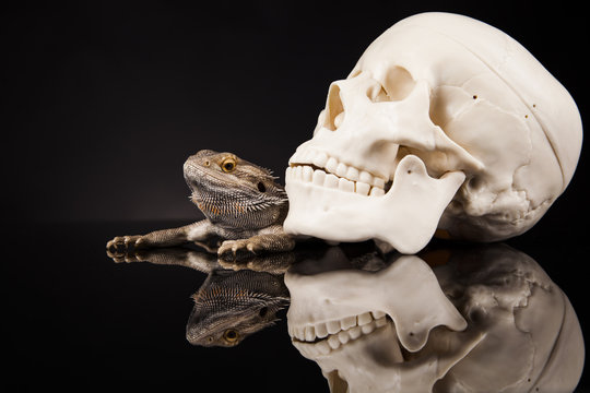 Dragon lizard with human skull