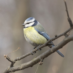 Blue tit