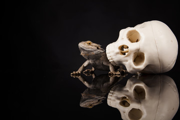 Obraz na płótnie Canvas Dragon lizard with human skull