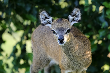 Close up of a Klipspringer baby, Kruger National Park, South Africa