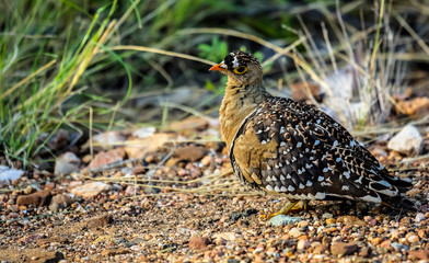 Double banded sandgrouse in its natural habitat , Kruger National Park, South Africa