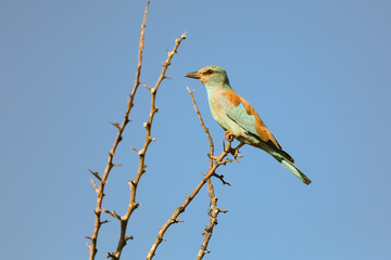 European Roller sitting on a branch, Kruger National Park, South Africa