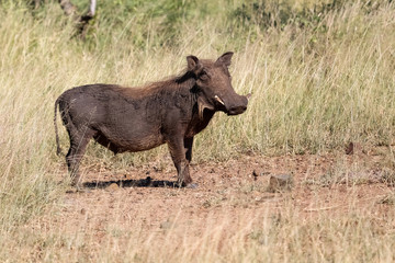 Fototapeta na wymiar Warthog in the savanna, Kruger National Park, South Africa
