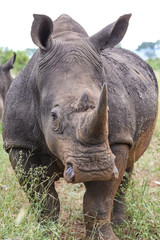 Obraz premium Close up White rhino staring at the camera, Kruger National Park, South Africa