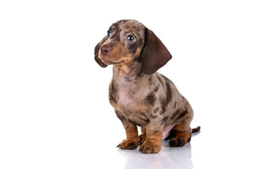 Little Dachshund puppy on a white background
