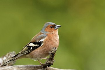 Buchfink im Apfelbaum