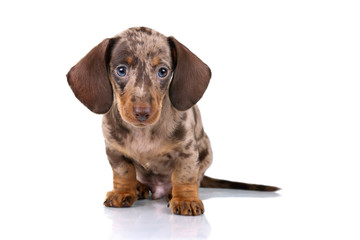 Little Dachshund puppy on a white background