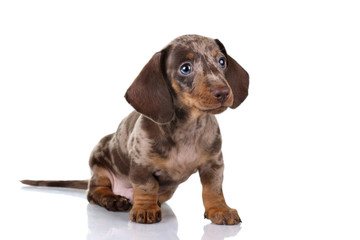 Little Dachshund puppy on a white background