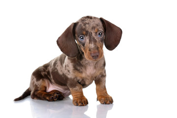 Little Dachshund puppy on a white background