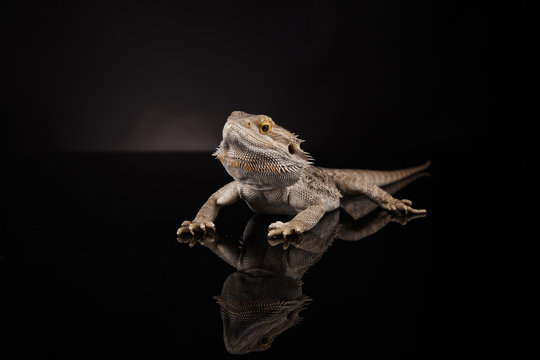 Dragon lizard isolated