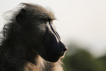 Close up portrait of a baboon, Kruger National Park, South Africa