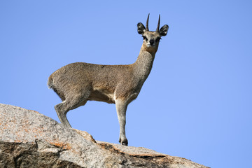 Klipspringer on a rock in Kruger National Park, South Africa