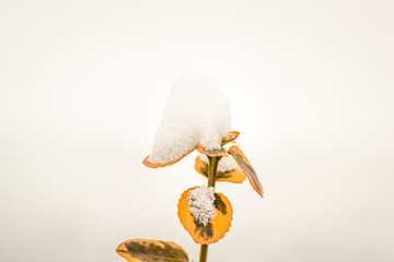 Meadow flowers covered with snow