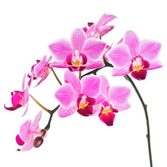 Naklejka na ściany i meble Phalaenopsis orchid isolated on white