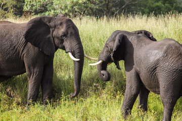 Two African elephants are facing each other in the green savanna of Kruger National Park, South Africa