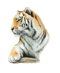 Obraz premium Cartoon tiger - isolated - illustration for children