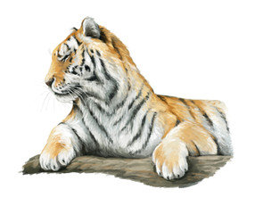 Cartoon tiger - isolated - illustration for children