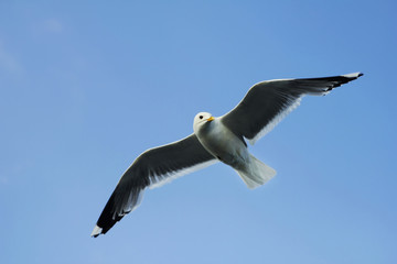 Gray white seagull on blue sky closeup bird flying wings spread and his head turned sideways