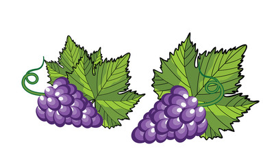 violet grapes with green leaf