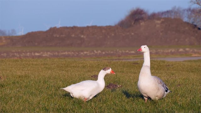 Goose couple on grass in spring at sunset. Male is watching while female is eating grass.
