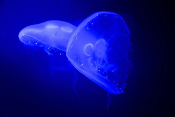Blue jellyfish in dark