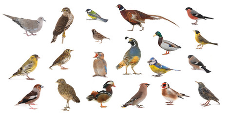 birds