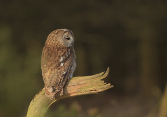 Tawny Owl 