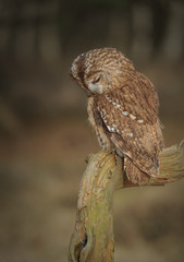 Tawny Owl 
