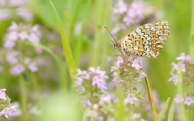 Monarch butterfly feeding