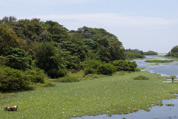 Cow in river