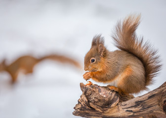 This red squirrel has company, County of Northumberland, England
