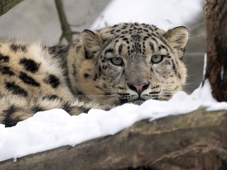 Fototapeta premium female snow leopard Uncia uncia, watching snowy surroundings