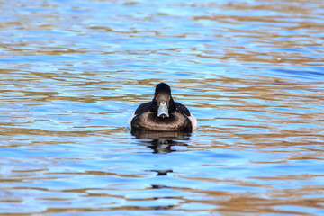 Blue Billed Duck