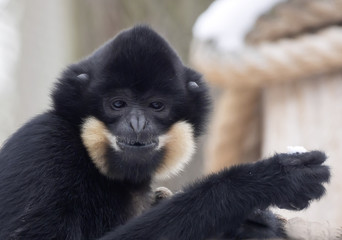 Gabriella's portrait of female gibbon, Nomascus gabriellae