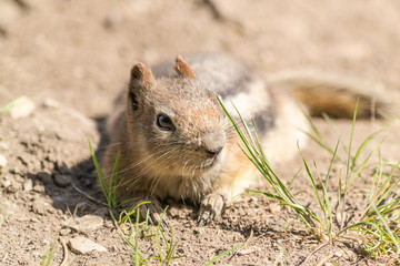 Canadian Chipmonk Portrait 