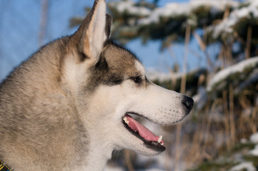 Closeup portrait of husky outdoor