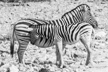 Zebra Family in Etosha