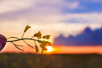 Obraz premium the sun at sunset through a flower. 