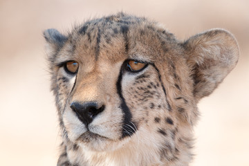 Cheetah Portrait