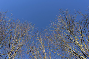 looking up at trees and sky