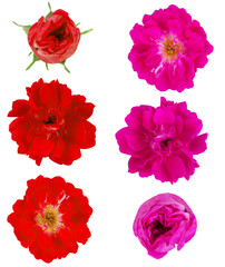 collage of roses isolated on white background