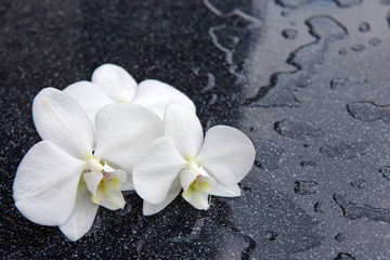 Three white orchid flowers .