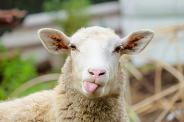 Mouton drôle. Portrait de mouton montrant la langue.