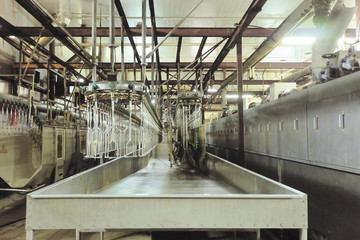 Obraz premium Chicken factory line. Standard equipment slaughterhouse and poultry processing. Suspended conveyor receiver for stunning poultry current bathroom.