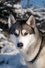 Closeup portrait of husky outdoor