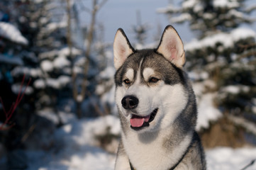 Closeup portrait of husky outdoor