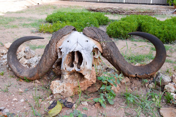Buffalo skull posing on a stone