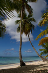 Palmier en bord d'ocean