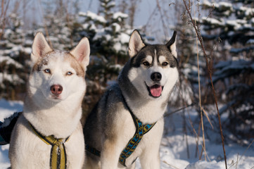 Two siberian husky